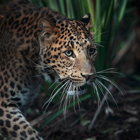 leopard menagerie wikipedia.